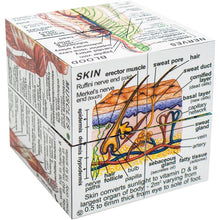 Load image into Gallery viewer, FALSE